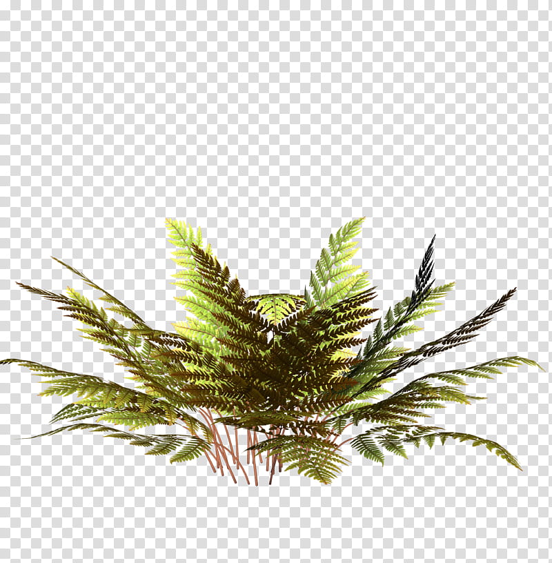 ferns night and day, green fern plant transparent background PNG clipart