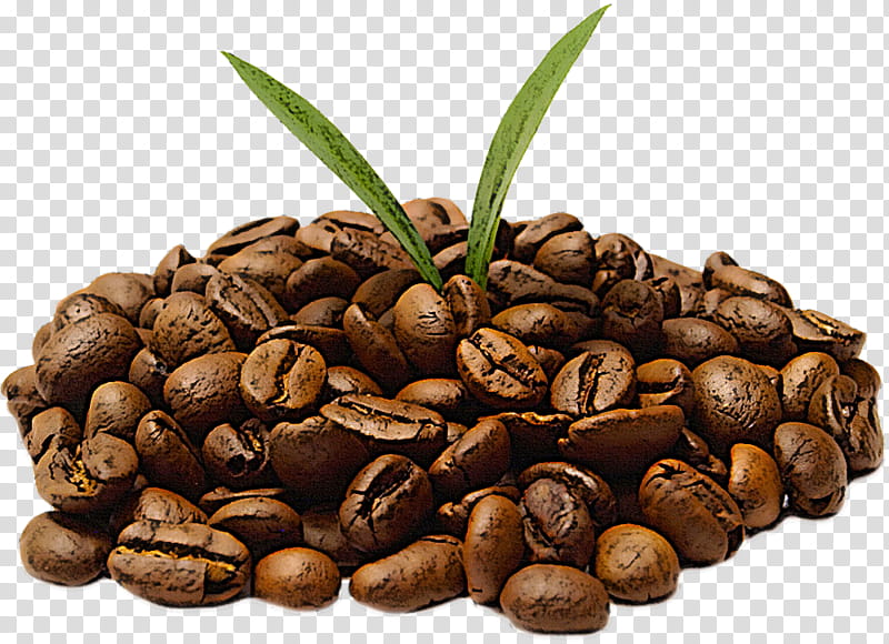 Palm tree, Jamaican Blue Mountain Coffee, Plant, Java Coffee, Caffeine, Food, Bean, Vegetable transparent background PNG clipart