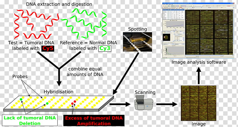 Comparative Genomic Hybridization Technology, Dna Microarray, Array Comparative Genomic Hybridization, Genomics, Nucleic Acid Hybridization, Comparative Genomics, Genome, Molecular Biology transparent background PNG clipart