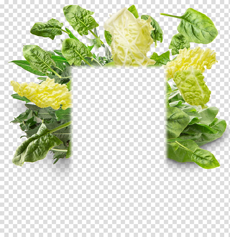Vegetables, Romaine Lettuce, Vegetarian Cuisine, Spring Greens, Rapini, Food, Mustards, Herb transparent background PNG clipart