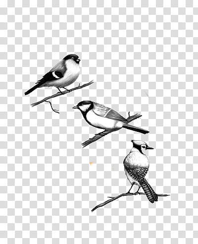 Vintage Birds,  grey birds on branches illustration transparent background PNG clipart