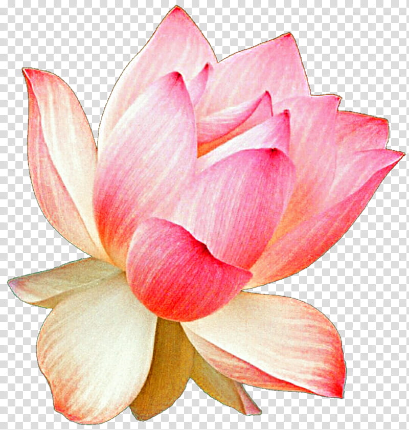 Ballerina Lotus transparent background PNG clipart