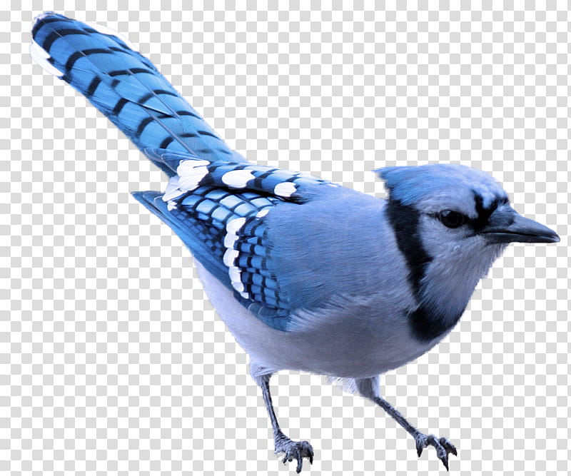 bird blue jay blue jay beak, Songbird, Wren, Perching Bird, Chickadee transparent background PNG clipart