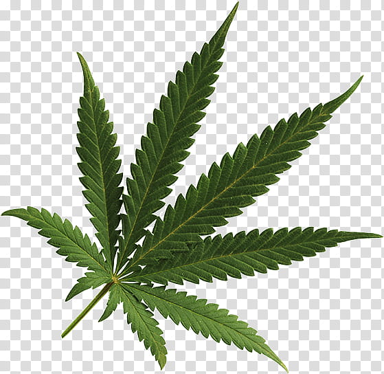 Family Tree, Cannabis, Cannabis Cultivation, Medical Cannabis, Cannabis ...