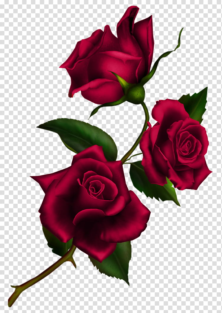 Rose Stem, red roses illustration transparent background PNG clipart