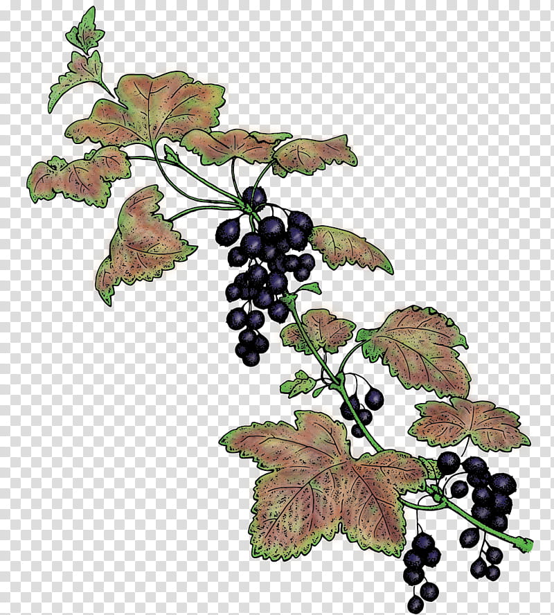 Family Tree, Grape, Common Grape Vine, Berries, Blackcurrant, Seldovia, Salmonberry, Grape Leaves transparent background PNG clipart