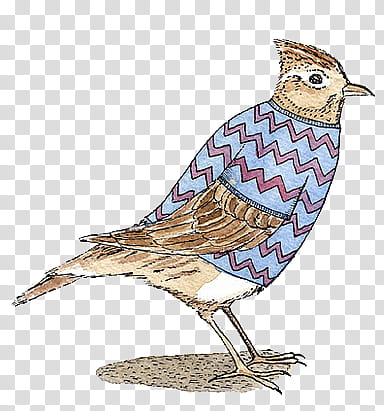 Marc John hand drawing s, brown and white bird wearing blue and red chevron shirt drawing transparent background PNG clipart