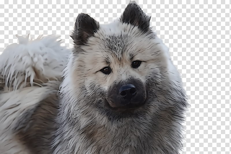 dog greenland dog eurasier spitz german spitz transparent background PNG clipart