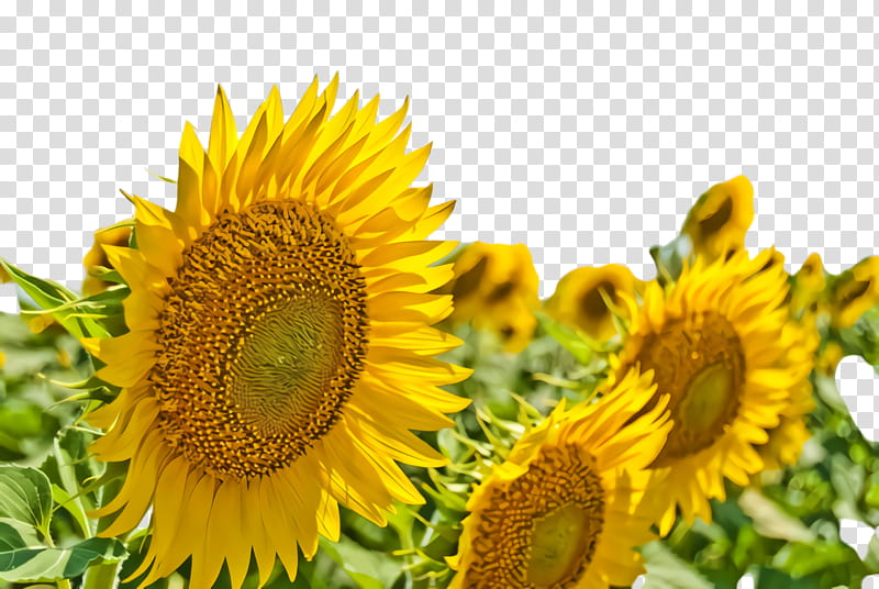 Pencil, Sunflower, Flora, Bloom, East Hills Alliance Church, Theme, Yellow, Plant transparent background PNG clipart