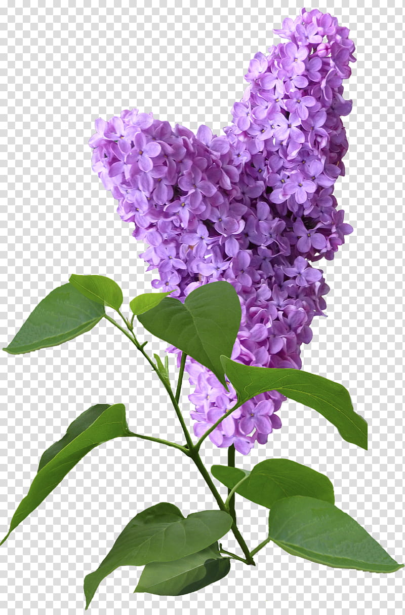 Lilac Flower, purple-petaled flower transparent background PNG clipart