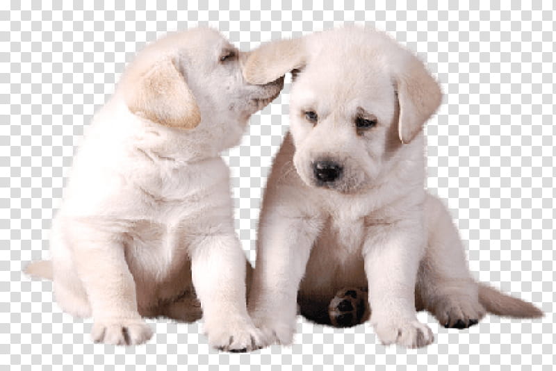 Golden Retriever, Labrador Retriever, Puppy, Akbash, Pet, Cuteness, Companion Dog, Skin transparent background PNG clipart