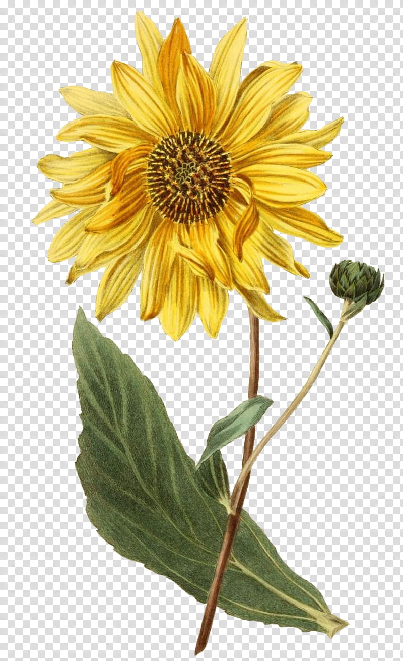 Drawing Of Family, Sunflower, 2018, Botanical Prints, Helianthus Atrorubens, Common Sunflower, Poster, Daisy Family transparent background PNG clipart