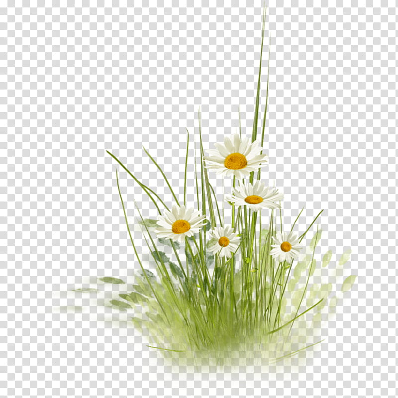 Grass, Common Daisy, Chrysanthemum, Lawn, Oxeye Daisy, Flowerpot, Vase, Garden transparent background PNG clipart