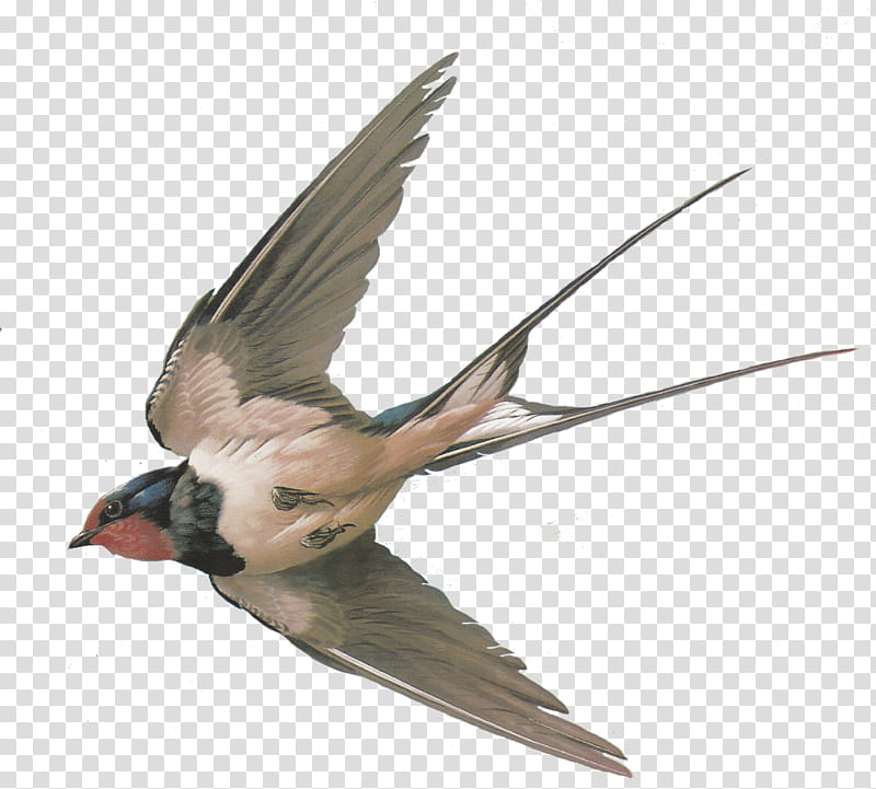 Bird Barn swallow Pigeons and doves Sparrow Tree swallow, American Cliff Swallow, Welcome Swallow, Hirundininae, Animal, Violetgreen Swallow, All About Birds, Passerine transparent background PNG clipart