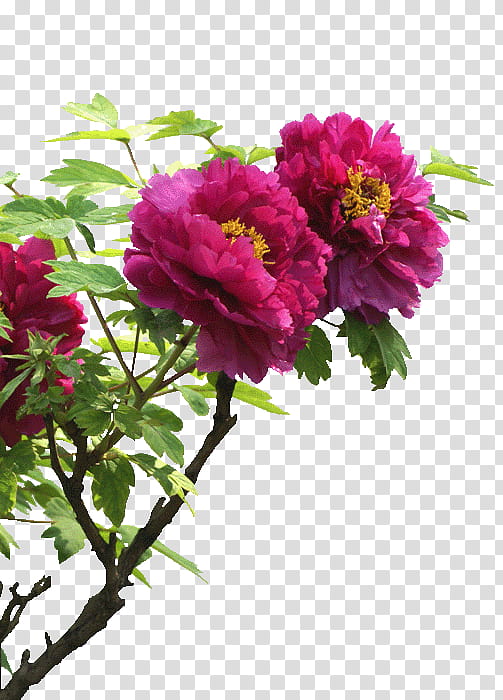 Pink Flower, Peony, Moutan Peony, Shaanxi, Falun Gong, Chinese Peony, Plants, Garden transparent background PNG clipart