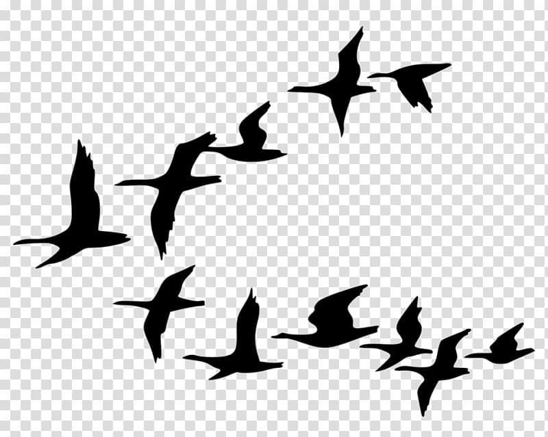 Bird Silhouette, Flock, Beak, Cartoon, Swans, Goose, Bird Migration, Ducks transparent background PNG clipart