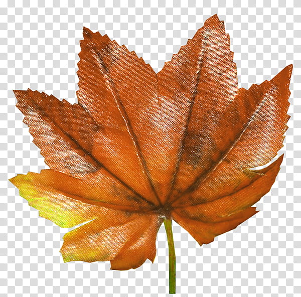 Family Tree, Leaf, September, Autumn, Magnolia, September 7, Street, Landscape transparent background PNG clipart