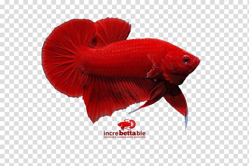 Fish, Siamese Fighting Fish, Red, Yellow, Bettas, Petal, Coquelicot, Tail transparent background PNG clipart