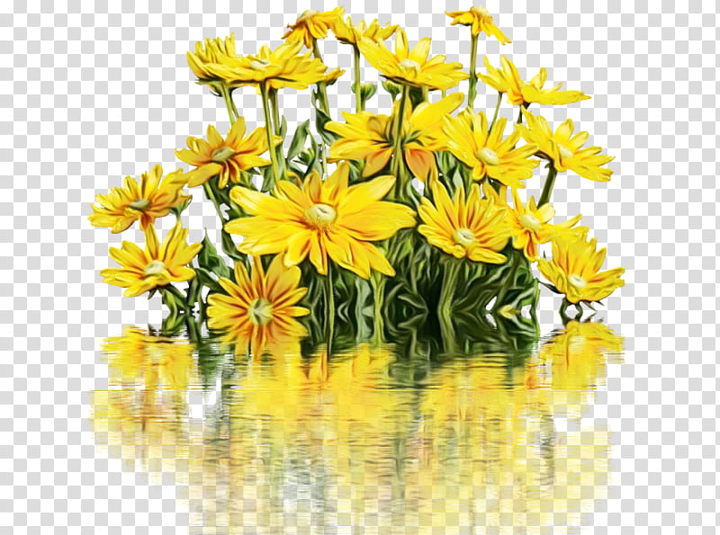 flower flowering plant yellow plant reflection, Watercolor, Paint, Wet Ink, Petal, Wildflower, Spring
, Euryops Pectinatus transparent background PNG clipart