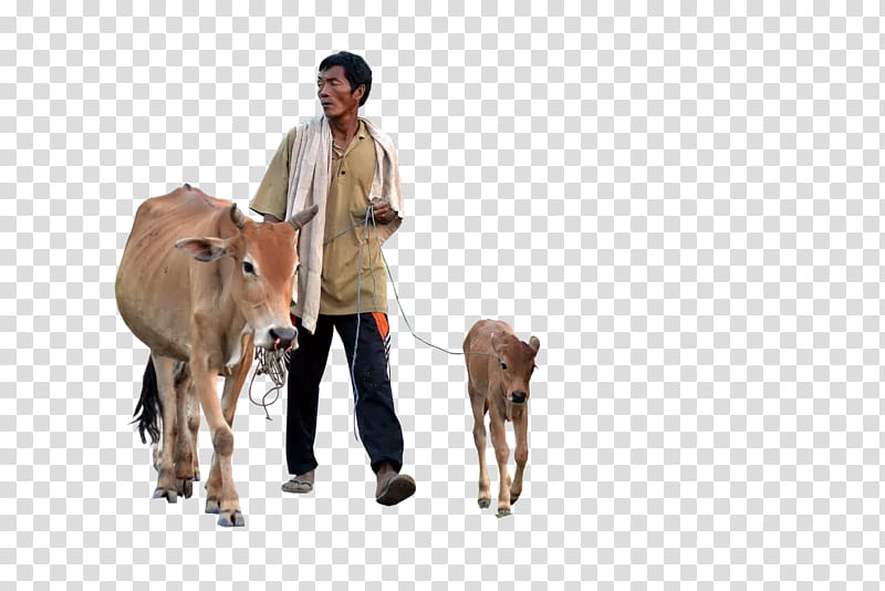 Cow, man in brown button-up shirt and black pants pasturing cattle and calf transparent background PNG clipart