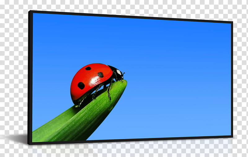 Ladybird, Television Set, Liquidcrystal Display, Computer Monitors, Dynascan, Digital Signs, Laptop, Touchscreen transparent background PNG clipart