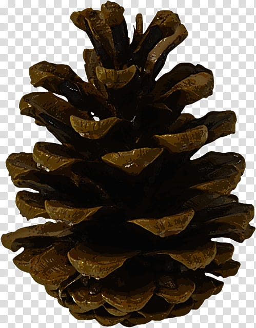sugar pine white pine lodgepole pine red pine oregon pine, Conifer Cone, Western Yellow Pine, Tree, Pine Family transparent background PNG clipart