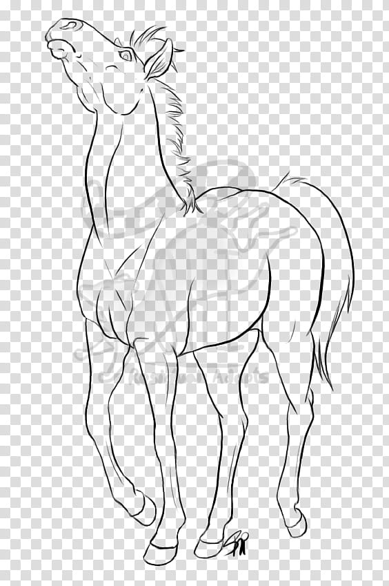 Head High Horse Lines, horse illustration transparent background PNG clipart