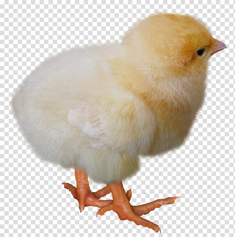 yellow chicken chick transparent background PNG clipart