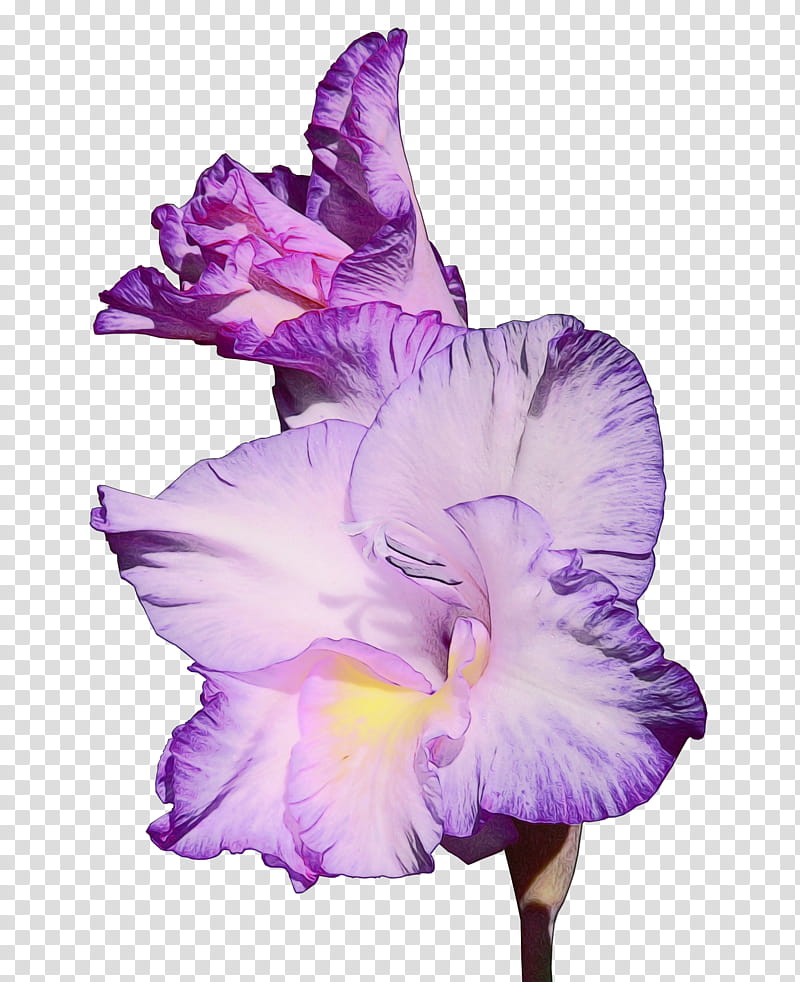 Lavender, Watercolor, Paint, Wet Ink, Flowering Plant, Petal, Purple, Violet transparent background PNG clipart