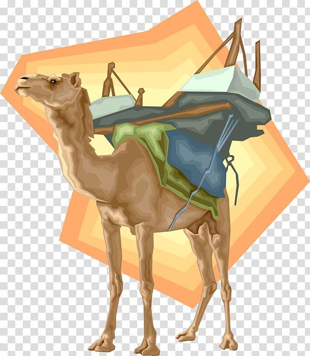Dromedary Camel, Desert, Cartoon, Camel Like Mammal, Arabian Camel, Live transparent background PNG clipart