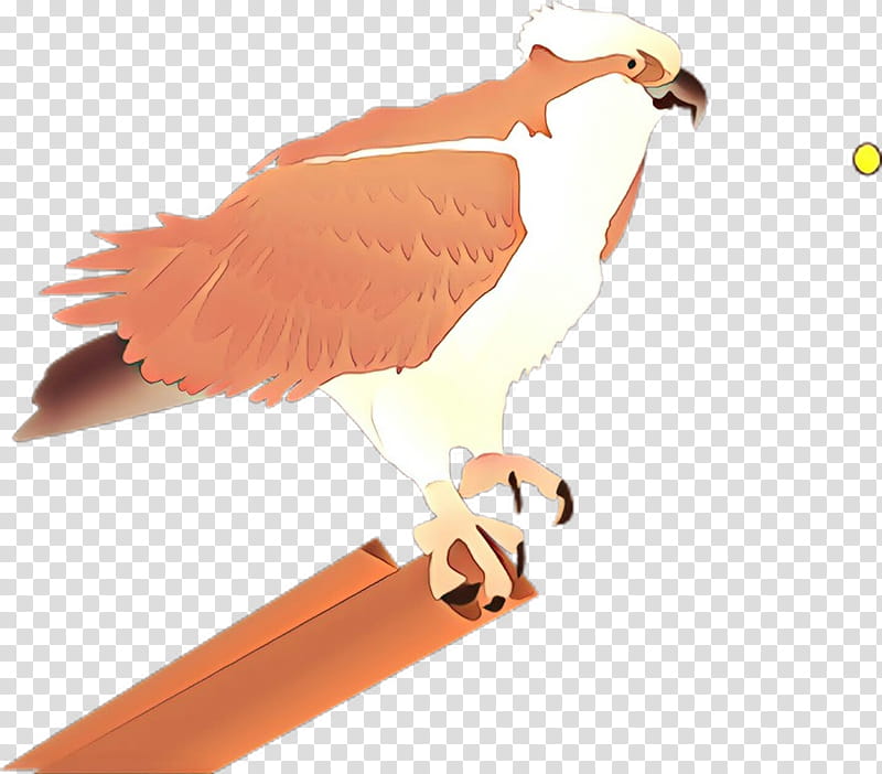 Orange, Bird, Osprey, Bird Of Prey, Falcon, Hawk, Beak, Eagle transparent background PNG clipart