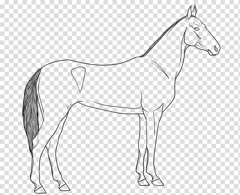 Breed Lines AKHAL TEKE, black horse illustration transparent background PNG clipart