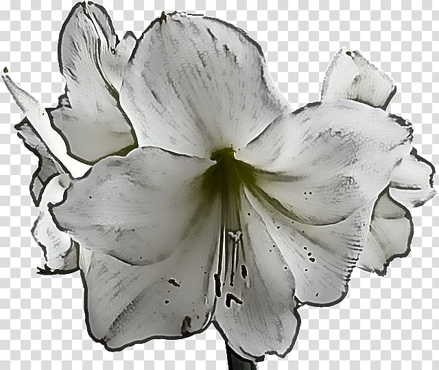 White Lily Flower, Cut Flowers, Jersey Lily, Plant Stem, Petal, Plants, Belladonna, Amaryllis transparent background PNG clipart