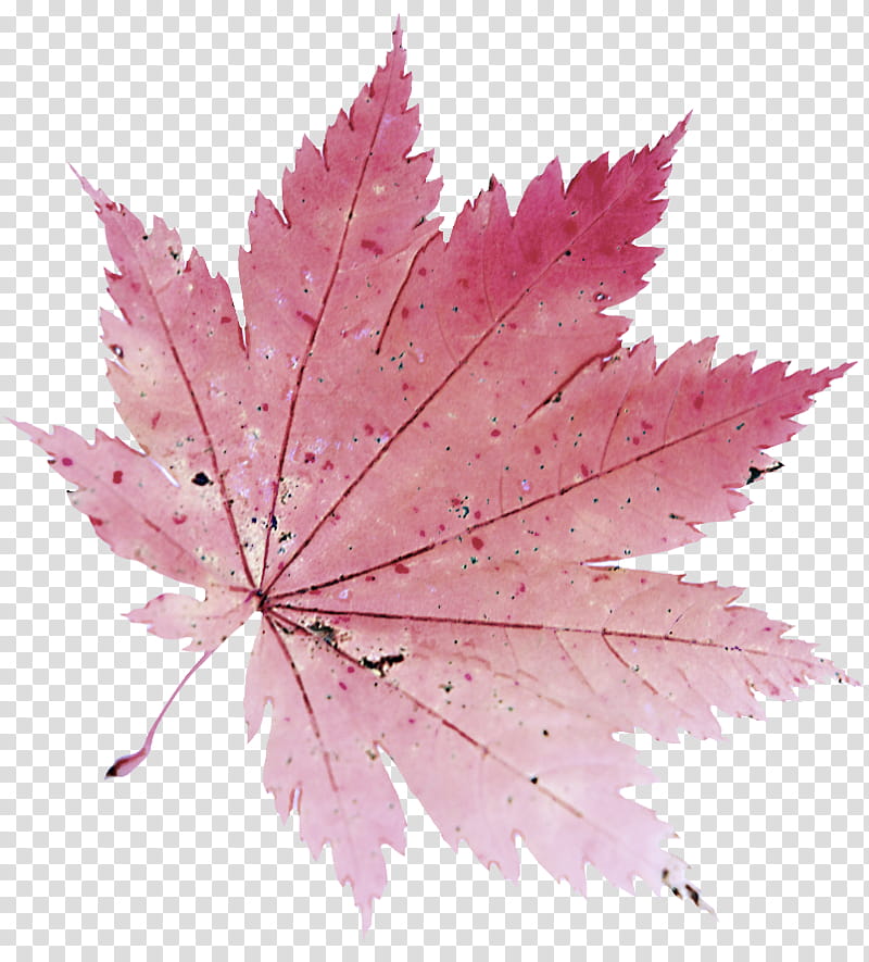 Maple leaf, Tree, Plant, Black Maple, Flowering Plant, Woody Plant, Pink transparent background PNG clipart