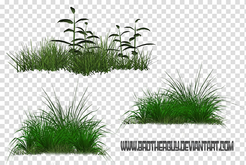 Some Grass transparent background PNG clipart