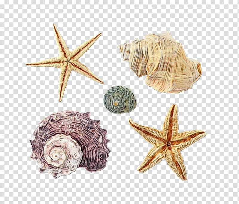 Star Drawing, Watercolor, Paint, Wet Ink, Seashell, Digital Art, Starfish, Poster transparent background PNG clipart