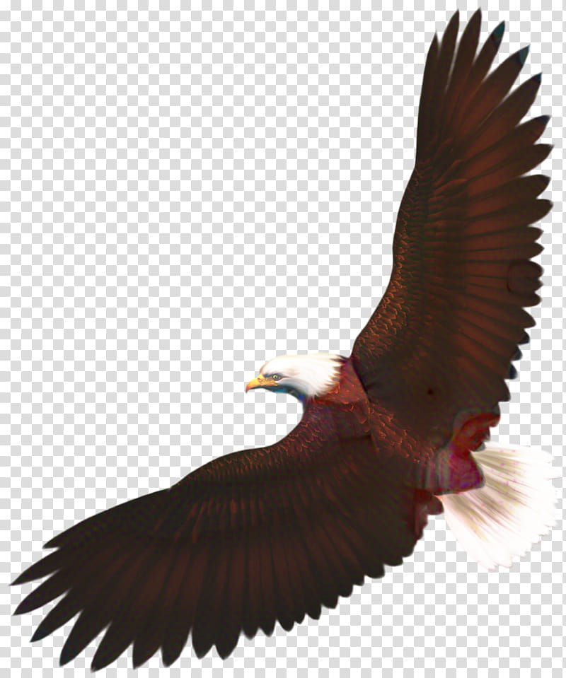 Turkey, Bald Eagle, Bird, Beak, Bird Of Prey, Pelican, Eagle Feather Law, Bird Flight transparent background PNG clipart