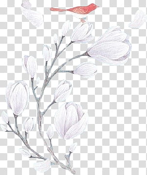 red Cardinal bird on white flower transparent background PNG clipart