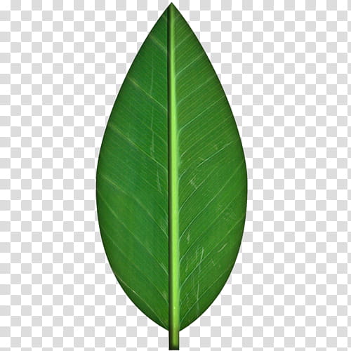 RNDOM, green leaf transparent background PNG clipart