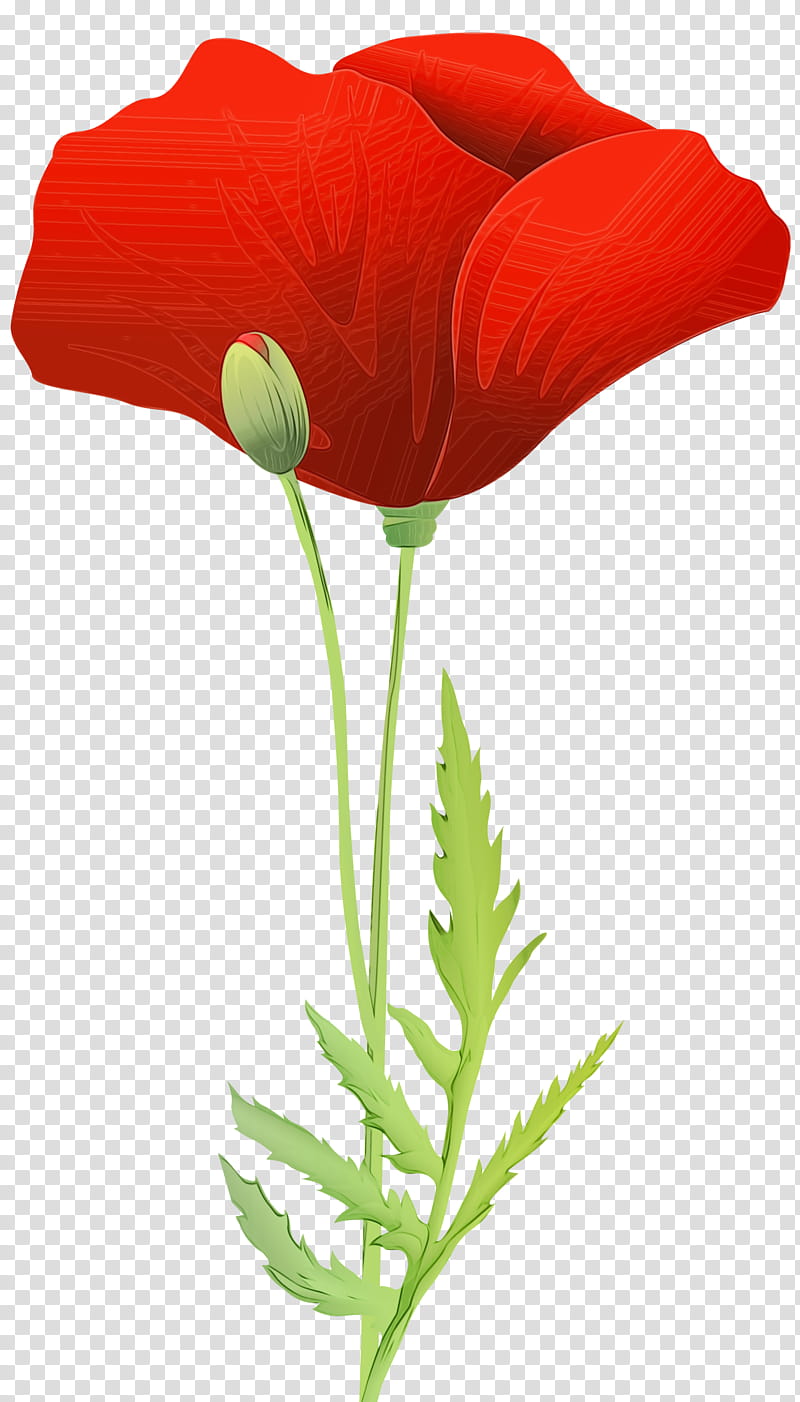 flower coquelicot plant corn poppy oriental poppy, Watercolor, Paint, Wet Ink, Petal, Poppy Family transparent background PNG clipart