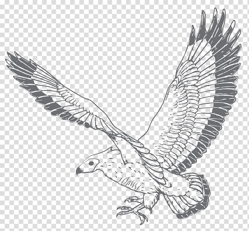 easy shaheen drawing step by step //simple pencil shaheen drawing 🦅 -  YouTube