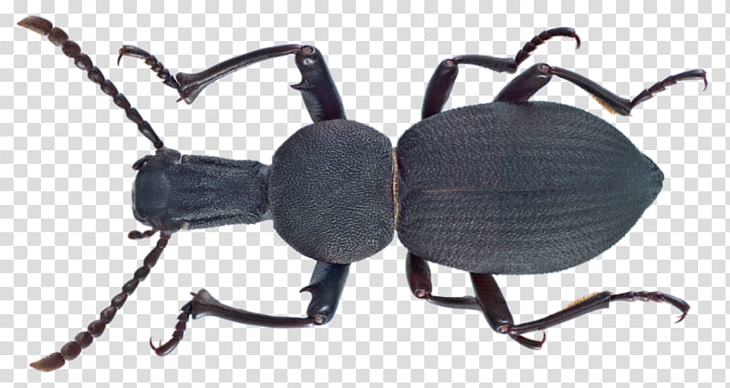 Darkling Beetle Insect, Pterygota, Weevil, Netwinged Beetles, Animal, Darkling Beetles, Ground Beetle transparent background PNG clipart