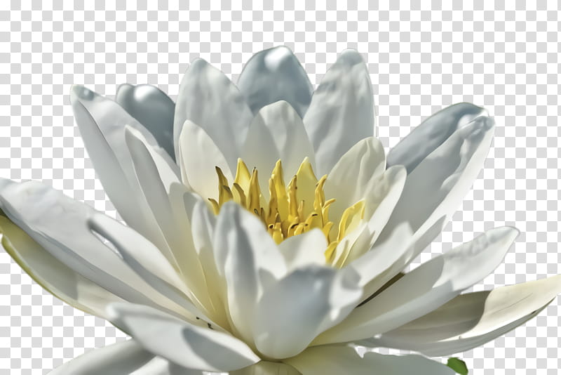 fragrant white water lily flower white petal plant, Yellow, Lotus Family, Flowering Plant, Aquatic Plant transparent background PNG clipart