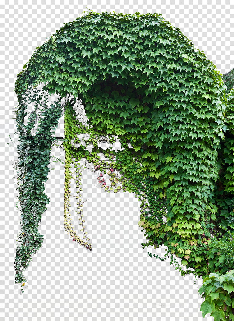 ivy, green leafed tree transparent background PNG clipart