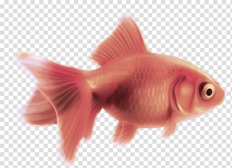 fish fish goldfish pink fin, Tail, Mouth, Feeder Fish, Snapper transparent background PNG clipart