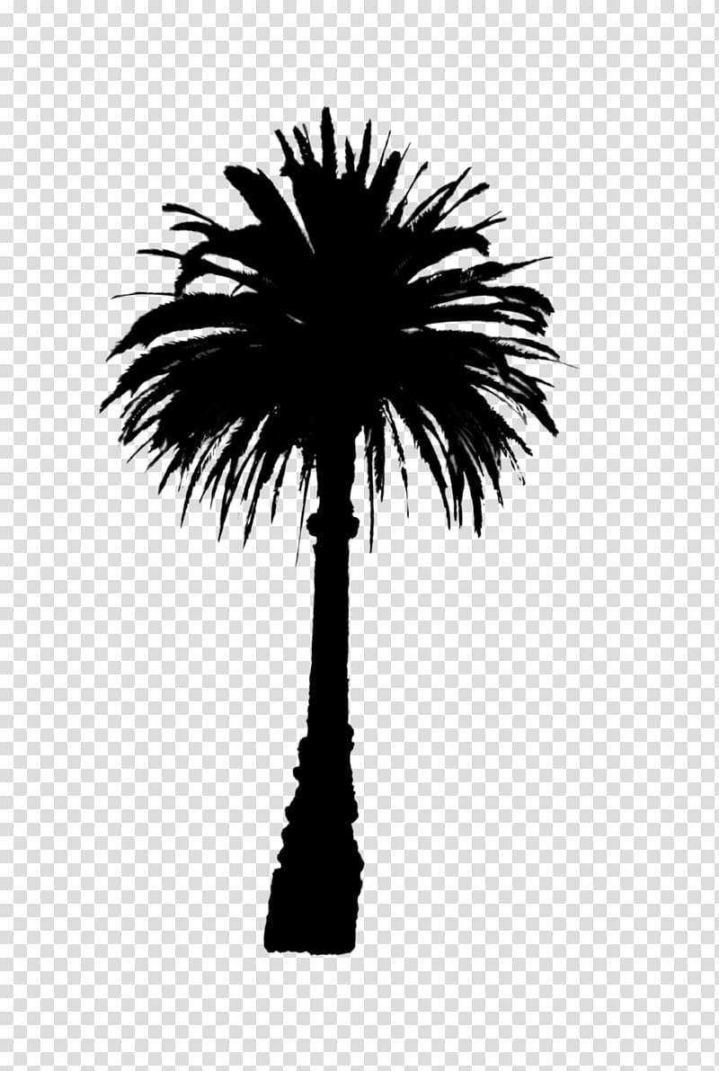 Palm Tree Silhouette, Asian Palmyra Palm, Date Palm, Line, Palm Trees, Sky, Borassus, Black transparent background PNG clipart