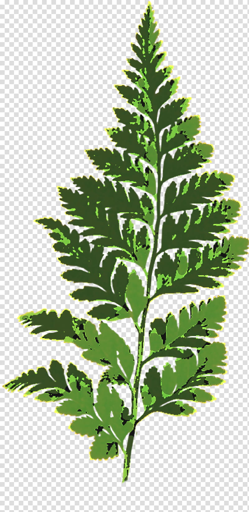 Green Leaf, Fern, Vascular Plant, Plants, Burknar, Nonvascular Plant, Male Fern, Houseplant transparent background PNG clipart