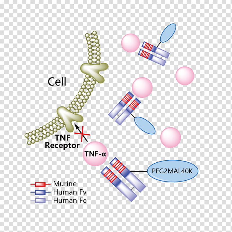 Risankizumab Text, Crohns Disease, Psoriasis, Ranibizumab, Guselkumab, Bezlotoxumab, Secukinumab, Certolizumab Pegol transparent background PNG clipart