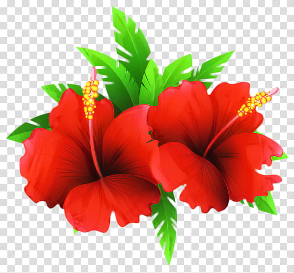Hawaiian Flower, Shoeblackplant, Annual Plant, Plants, Rosemallows, Petal, Red, Hawaiian Hibiscus transparent background PNG clipart
