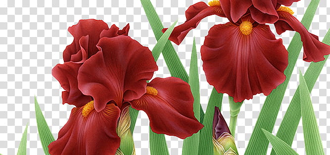 red iris flowers in bloom illustration transparent background PNG